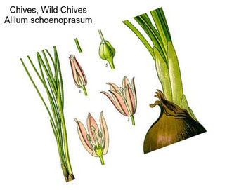 Chives, Wild Chives Allium schoenoprasum