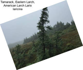 Tamarack, Eastern Larch, American Larch Larix laricina