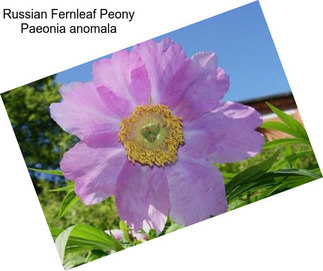 Russian Fernleaf Peony Paeonia anomala