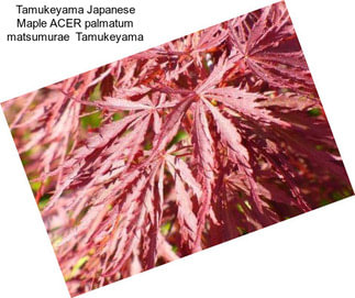 Tamukeyama Japanese Maple ACER palmatum matsumurae  Tamukeyama