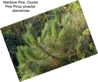 Maritime Pine, Cluster Pine Pinus pinaster  aberdoniae