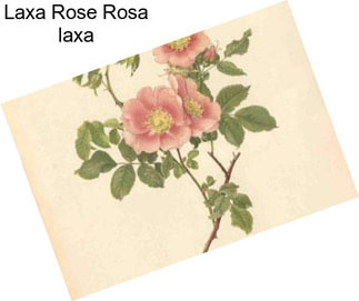 Laxa Rose Rosa laxa