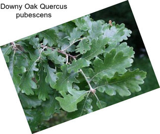 Downy Oak Quercus pubescens