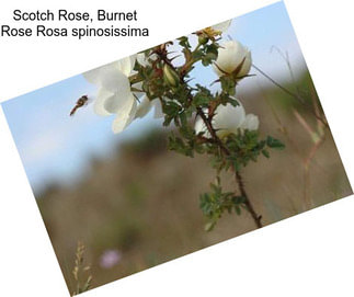 Scotch Rose, Burnet Rose Rosa spinosissima