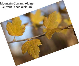 Mountain Currant, Alpine Currant Ribes alpinum