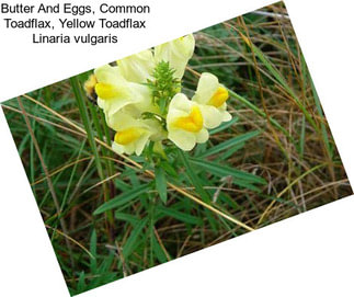 Butter And Eggs, Common Toadflax, Yellow Toadflax Linaria vulgaris