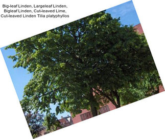 Big-leaf Linden, Largeleaf Linden, Bigleaf Linden, Cut-leaved Lime, Cut-leaved Linden Tilia platyphyllos