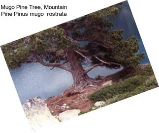 Mugo Pine Tree, Mountain Pine Pinus mugo  rostrata