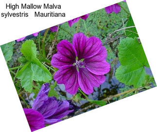 High Mallow Malva sylvestris   Mauritiana
