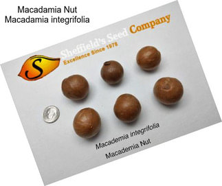 Macadamia Nut Macadamia integrifolia