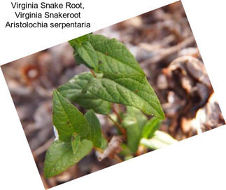 Virginia Snake Root, Virginia Snakeroot Aristolochia serpentaria