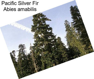 Pacific Silver Fir Abies amabilis