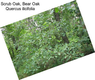 Scrub Oak, Bear Oak Quercus ilicifolia