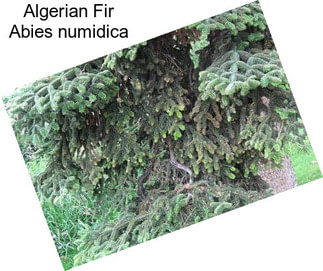 Algerian Fir Abies numidica