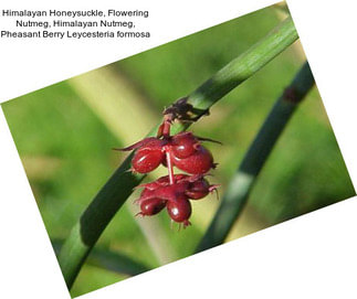 Himalayan Honeysuckle, Flowering Nutmeg, Himalayan Nutmeg, Pheasant Berry Leycesteria formosa
