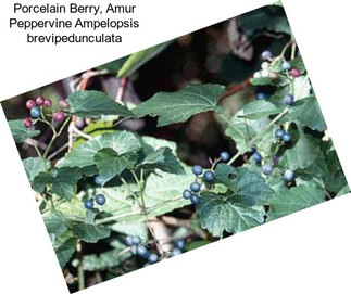 Porcelain Berry, Amur Peppervine Ampelopsis brevipedunculata