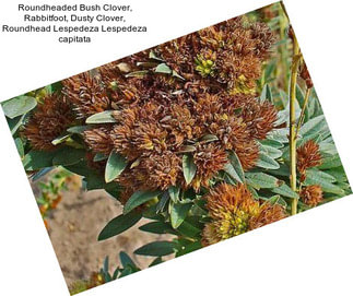 Roundheaded Bush Clover, Rabbitfoot, Dusty Clover, Roundhead Lespedeza Lespedeza capitata