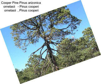 Cooper Pine Pinus arizonica  ornelasii   - Pinus cooperi  ornelasii  , Pinus cooperi