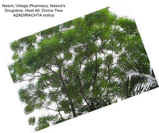 Neem, Village Pharmacy, Nature\'s Drugstore, Heal All, Divine Tree AZADIRACHTA indica