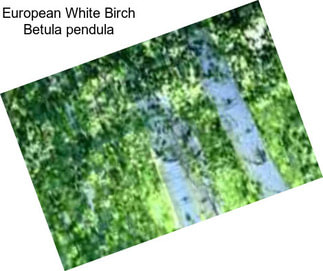 European White Birch Betula pendula