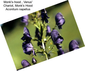 Monk\'s-hood , Venus\' Chariot, Monk\'s Hood Aconitum napellus