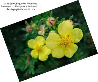 Shrubby Cinquefoil Potentilla fruticosa     - Dasiphora fruticosa    , Pentaphylloides fruticosa