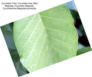 Cucumber Tree, Cucumber-tree, Blue Magnolia, Cucumber Magnolia, Cucumbertree Magnolia acuminata