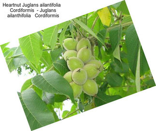 Heartnut Juglans ailantifolia   Cordiformis  - Juglans ailanthifolia   Cordiformis