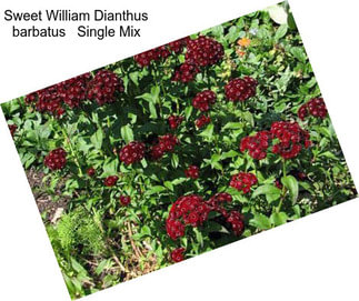 Sweet William Dianthus barbatus   Single Mix