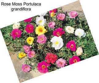 Rose Moss Portulaca grandiflora