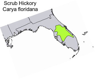 Scrub Hickory Carya floridana