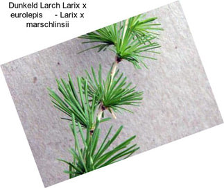 Dunkeld Larch Larix x eurolepis     - Larix x marschlinsii