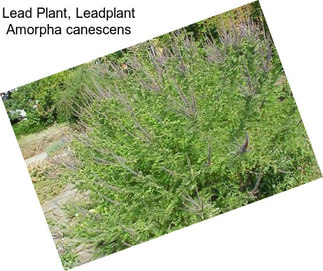 Lead Plant, Leadplant Amorpha canescens