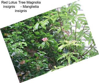 Red Lotus Tree Magnolia insignis     - Manglietia insignis