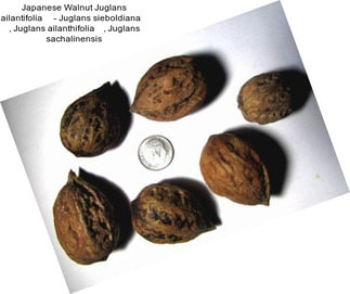 Japanese Walnut Juglans ailantifolia     - Juglans sieboldiana    , Juglans ailanthifolia    , Juglans sachalinensis