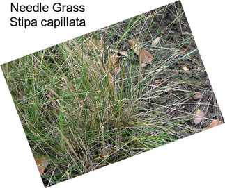 Needle Grass Stipa capillata