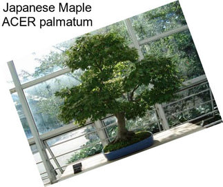 Japanese Maple ACER palmatum