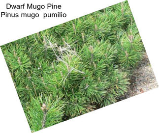 Dwarf Mugo Pine Pinus mugo  pumilio