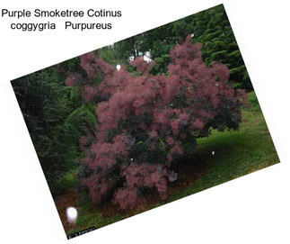 Purple Smoketree Cotinus coggygria   Purpureus