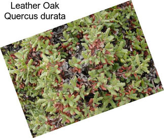 Leather Oak Quercus durata