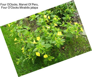 Four OClocks, Marvel Of Peru, Four O\'Clocks Mirabilis jalapa