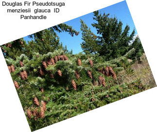 Douglas Fir Pseudotsuga menziesii  glauca  ID Panhandle