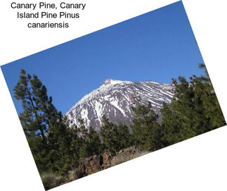 Canary Pine, Canary Island Pine Pinus canariensis