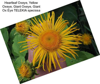 Heartleaf Oxeye, Yellow Oxeye, Giant Oxeye, Giant Ox Eye TELEKIA speciosa