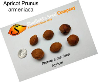 Apricot Prunus armeniaca