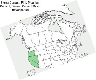 Sierra Currant, Pink Mountain Currant, Sierran Currant Ribes nevadaense