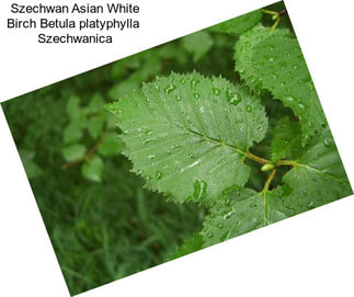 Szechwan Asian White Birch Betula platyphylla  Szechwanica