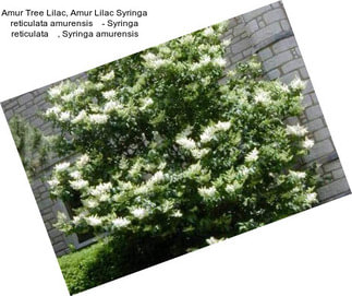 Amur Tree Lilac, Amur Lilac Syringa reticulata amurensis    - Syringa reticulata    , Syringa amurensis