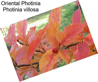 Oriental Photinia Photinia villosa
