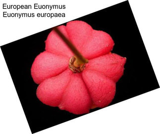 European Euonymus Euonymus europaea